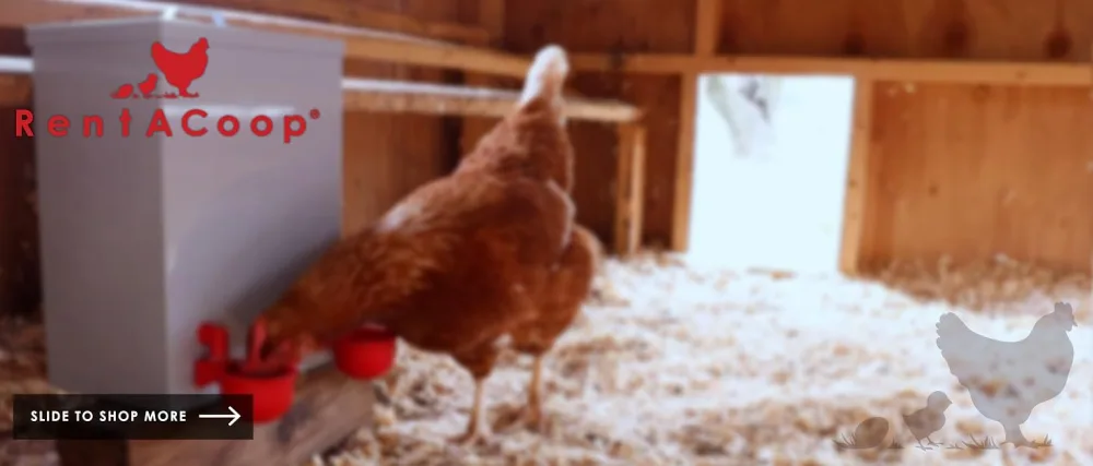 Small Cage Waterer- 1 Gallon Capacity for Chicks/Quails/Pigeons/Gamebirds - rentacoop
