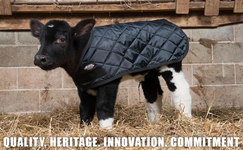 Weaver Leather Livestock Calf Blanket - Calf Blanket