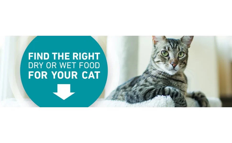 Purina ONE Tender Selects Blend Adult Dry Cat Food Chicken 7 lb. - image
