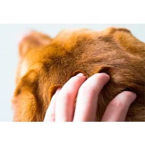 Hartz UltraGuard Ear Mite Treatment for Cats - product information 2