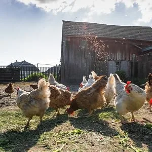 Chicken Nest Box Herbs 1 Pound Bag (1 Pound) - Chickens being fed outside