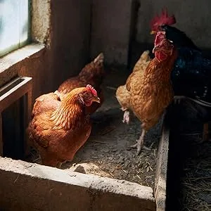 Chicken Nest Box Herbs 1 Pound Bag (1 Pound) - Chickens in Coop