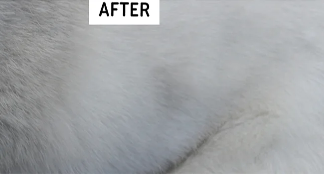 Professional Slicker Brush for Dogs and Cats by GoPets Self-Cleaning Grooming Comb For Dematting Detangling & Deshedding - after grooming