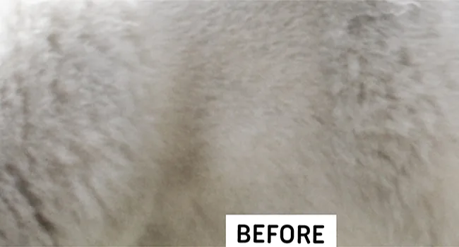 Professional Slicker Brush for Dogs and Cats by GoPets Self-Cleaning Grooming Comb For Dematting Detangling & Deshedding - before brushing