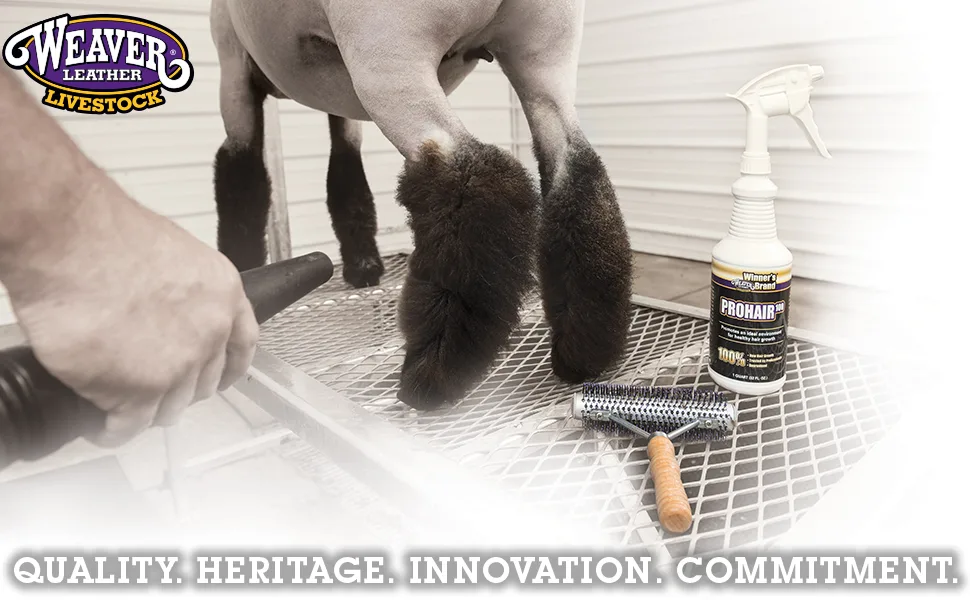 Weaver Leather Livestock Wide Range Brush , Silver/Purple - Wider Range Brush