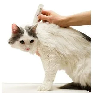 SENTRY Fiproguard Plus Flea and Tick Topical for Cats, 1.5 lbs and Over, 6 Month Supply - product information 4