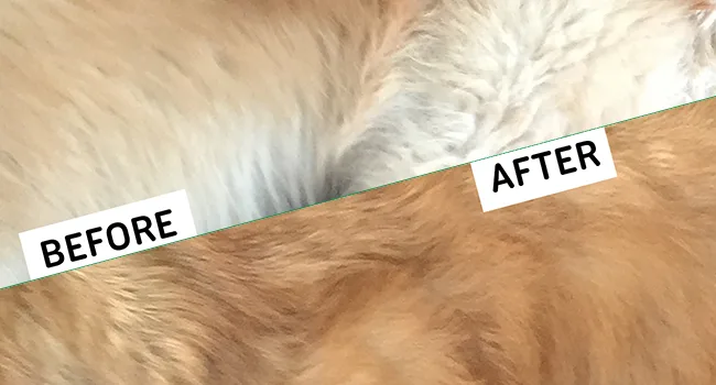 GoPets Dematting Comb with 2 Sided Professional Grooming Rake for Cats & Dogs - GoPets deshedding comb and tool for shedding plus matts and tangles detangler detangling tool