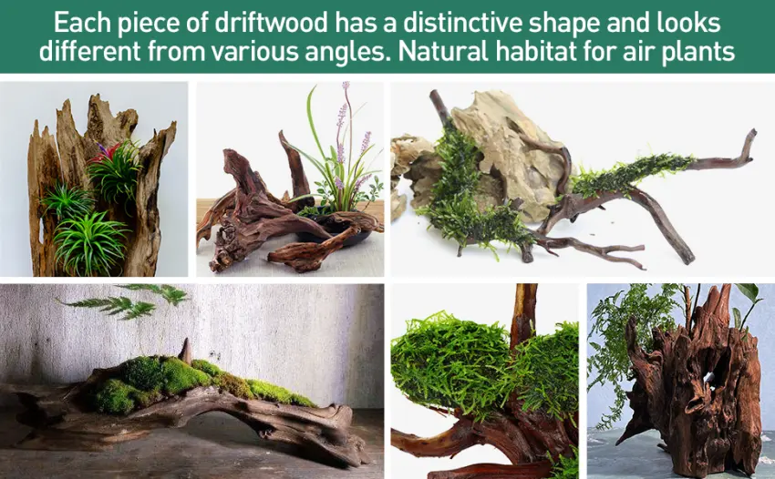 WDEFUN Natural Driftwood for Aquarium Decor,Assorted Branches Decorations on Reptile Fish Tank 9-14 inch(pack of 2) - driftwood