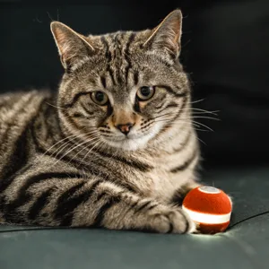 Cheerble Smart Interactive Cat Toy, Automatic Moving Bouncing Rolling Ball for Indoor Cat Kitten, Self Rotating Ball with Lights and Bell 1 Red - smart pet ball toy