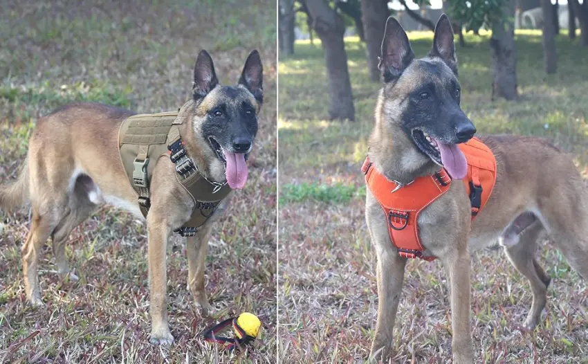 ICEFANG Tactical Dog Harness ,2X Metal Buckle,Working Dog MOLLE Vest with Handle,No Pulling Front Leash Clip,Hook and Loop Panel Large (Pack of 1) Reflective Brown - dog harness reflective