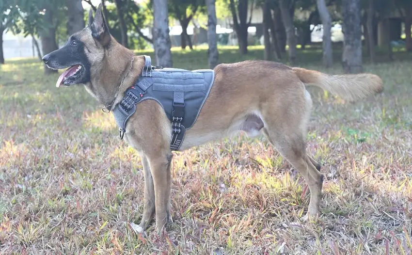 ICEFANG Tactical Dog Harness ,2X Metal Buckle,Working Dog MOLLE Vest with Handle,No Pulling Front Leash Clip,Hook and Loop Panel Large (Pack of 1) Reflective Brown - dog harness reflective grey