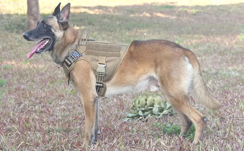 ICEFANG Tactical Dog Harness ,2X Metal Buckle,Working Dog MOLLE Vest with Handle,No Pulling Front Leash Clip,Hook and Loop Panel Large (Pack of 1) Reflective Brown - tactical reflective dog harness
