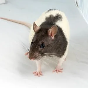 Supreme Petfoods Science Selective Rat Food, 4 Lb 6 Oz - product information 2