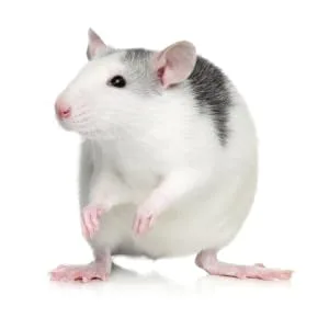 Supreme Petfoods Science Selective Rat Food, 4 Lb 6 Oz - Selective Rat