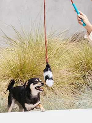 Outward Hound Interactive Dog Training Toys and Agility Kits Blue Tail Teaser Wand - image