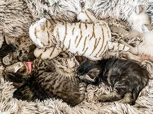 Snuggle Puppy Replacement Heat Packs for Pets - 12-Pack of Heat Packs - Snuggle Kitty Sleeping Kittens Warmth Comfort Lifestyle