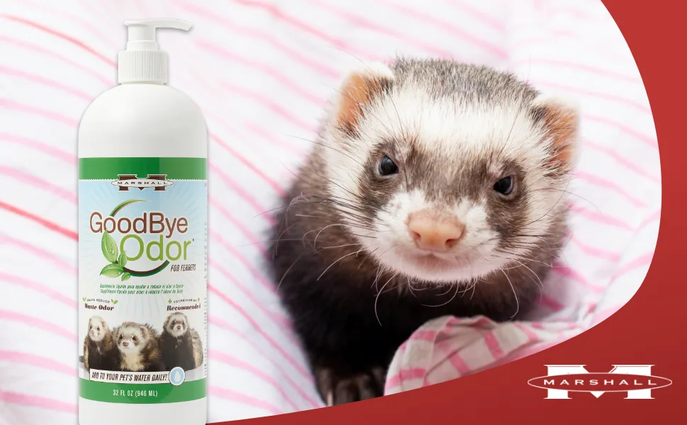 Marshall Pet Products Goodbye Odor Natural Deodorizing Water Supplement, for Ferrets and Small Animals 32-Ounce - Goodbye Odor 32oz lifestyle