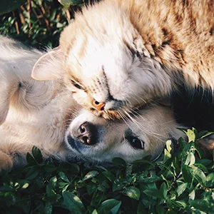 Thomas Labs Total Digest (110-1711-P03) - dog and cat together-digestive support for dogs, digestive support supplement for dogs