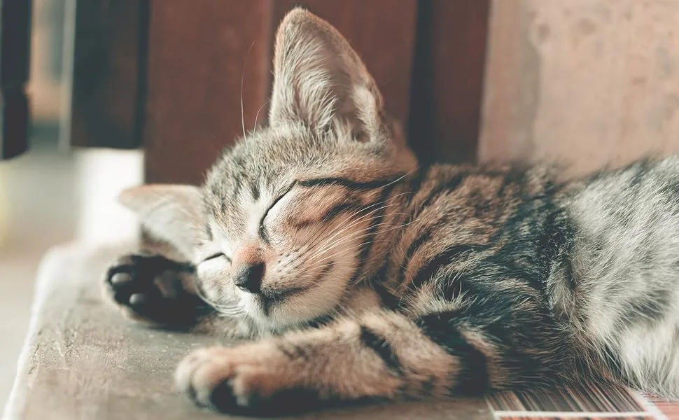 Nutri-Vet Milk Replacement for Kittens with Probiotics, 12-Ounce Pack of 2 - sleeping kittens