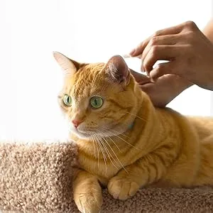 Advantage II Flea Prevention and Treatment for Small Cats (5-9 Pounds) 2-Pack Small Cat Only - How to Apply