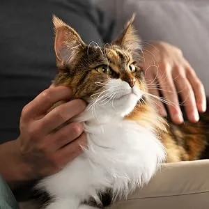 Advantage II Flea Prevention and Treatment for Small Cats (5-9 Pounds) 2-Pack Small Cat Only - Treatment