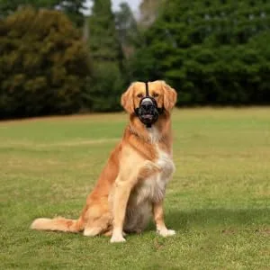 Baskerville Ultra Dog Muzzle Dogs, Prevents Chewing and Biting, Basket Allows Panting and Drinking-Comfortable, Humane, Adjustable, Lightweight, Durable, 6 Sizes, Black/Tan 5 - Labrador Black - baskerville ultra muzzle safe humane no bite comfortable