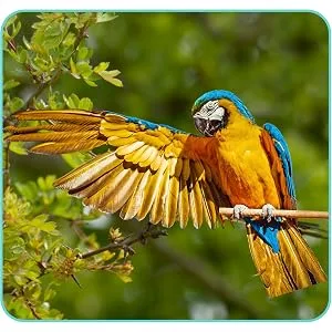 UnRuffledRx FeatherUp! Bird Molting Support & Feather Growth Supplement - for Plucking, Regrowth & Molt - Multivitamin & Amino Acids for All Birds - 90g (240 Servings) - product information 3