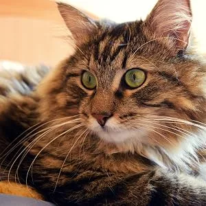 Allersearch Cat Dander Spray ADMS - cat bed