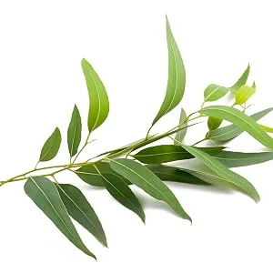 PINXAV Healing Cream, Fast Relief for Diaper Rash, Eczema, Chafing, Bed Sores, Acne, and Minor Cuts and Burns (16 OZ) - eucalyptus on white background