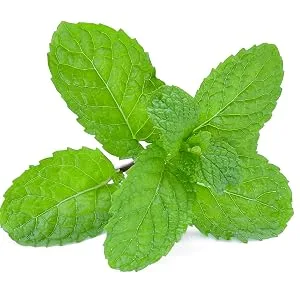 PINXAV Healing Cream, Fast Relief for Diaper Rash, Eczema, Chafing, Bed Sores, Acne, and Minor Cuts and Burns (16 OZ) - peppermint on white background