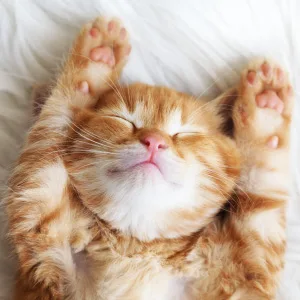 Jackson Galaxy: Happy Tummy (2 oz.) - Pet Solution -Help with Stress and Discharge Toxins - Can Aid With Stomach Issues (IBD, Constipation, etc.) - All-Natural Formula - Reiki Energy - jackson galaxy