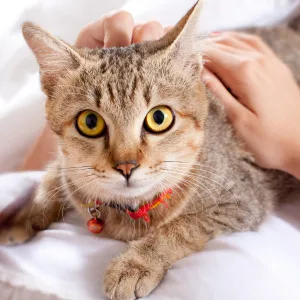 Jackson Galaxy: Happy Tummy (2 oz.) - Pet Solution -Help with Stress and Discharge Toxins - Can Aid With Stomach Issues (IBD, Constipation, etc.) - All-Natural Formula - Reiki Energy - jackson galaxy