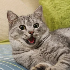 Jackson Galaxy: Happy Tummy (2 oz.) - Pet Solution -Help with Stress and Discharge Toxins - Can Aid With Stomach Issues (IBD, Constipation, etc.) - All-Natural Formula - Reiki Energy - jackson galaxy