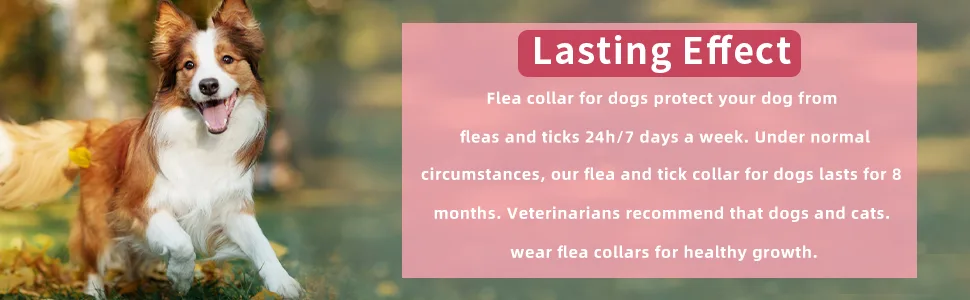 Flea and Tick Collar for Dogs, Flea and Tick Prevention for Dog, 27 Inch, 8 Month Protection 2 PACK DOG - lasting