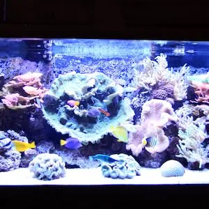 Seachem Stability Fish Tank Stabilizer - for Freshwater and Marine Aquariums 500 ml 1 - PRIME