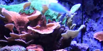Seachem Stability Fish Tank Stabilizer - for Freshwater and Marine Aquariums 500 ml 1 - STABILITY