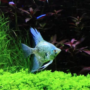 Seachem Stability Fish Tank Stabilizer - for Freshwater and Marine Aquariums 500 ml 1 - STABILITY