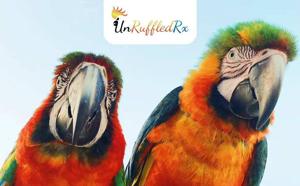 UnRuffledRx Parrot Calming Formula Dietary Supplement for Birds 3 oz. (224 Servings) - Unruffed