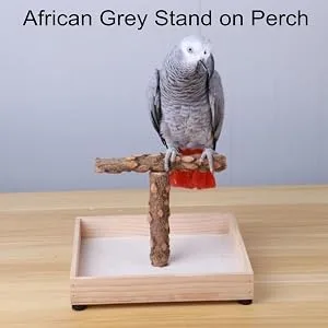 KINTOR Bird Stand Tabletop,Portable Tee Stand, Parrot Play Stand Perch Gym for Small Medium Parrot T Stand - Bird Stand Tabletop,Portable Tee Stand, Parrot Play Stand Perch Gym for Small Medium Parrot