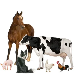 Animal Health Solutions - Hen Boost Probiotics, Help Boost Immunity & Hydration in Full Grown Chickens (8 oz) - AHS, Animal Health Solutions, Benefit, Science, purpose, passion, horse, dog, pets, health,digestion