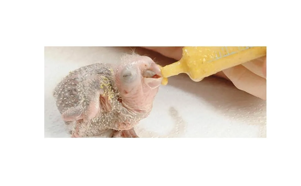 Kaytee Exact Handfeeding - Baby Bird 18 oz, Instant Formula - product information 2