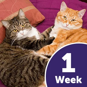 Feliway 30 Day Multicat Diffuser Plug-in Starter Kit 1.62 Fl Oz (Pack of 1) - product information 13