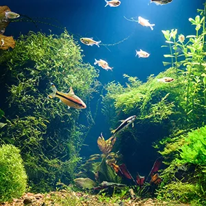 API Leaf Zone Freshwater Aquarium Plant Fertilizer 16oz - planted aquarium fish aquatic plants light