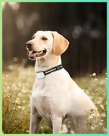 Bark Collar for Small Medium Large Dogs 5-150 Lbs,Bark Collar with Adjustable Sensitivity and Intensity Beep Vibration and Optional Shock,Rechargeable Dog Bark Collar No More False Trigger Black - bark collar