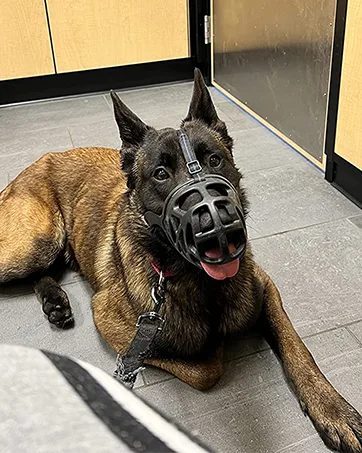 Dog Muzzle, Breathable Basket Muzzles for Small, Medium, Large and X-Large Dogs, Stop Biting, Barking and Chewing, Best for Aggressive Dogs Large Black - basket muzzle