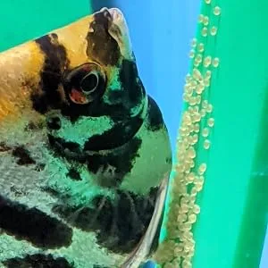 Hang on Top Angelfish & Discus Breeding Slate. Green Acrylic Simulates Amazon Sword Leaf Providing Spawning Surface for Egg Laying. Fish Room Tested & Breeder Approved. Made in USA - Angel Laying Eggs on Slate