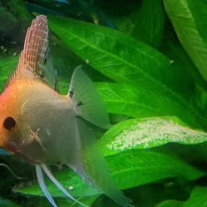 Hang on Top Angelfish & Discus Breeding Slate. Green Acrylic Simulates Amazon Sword Leaf Providing Spawning Surface for Egg Laying. Fish Room Tested & Breeder Approved. Made in USA - EGGS ON LEAF