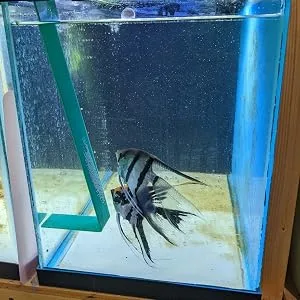 Hang on Top Angelfish & Discus Breeding Slate. Green Acrylic Simulates Amazon Sword Leaf Providing Spawning Surface for Egg Laying. Fish Room Tested & Breeder Approved. Made in USA - hang on top slate with eggs