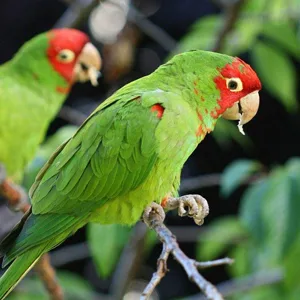KINTOR Bird Chewing Toy Large Medium Parrot Cage Bite Toys African Grey Macaws Cockatoos Eclectus Amazon Waterfall - Bird Chewing Toy Large Medium Parrot Cage Bite Toys