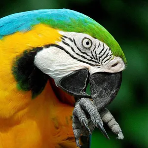 KINTOR Bird Chewing Toy Large Medium Parrot Cage Bite Toys African Grey Macaws Cockatoos Eclectus Amazon Waterfall - Parrot Cage Bite Toys